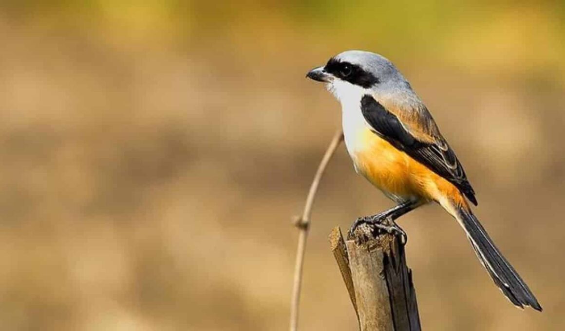 Ciri-ciri Burung Cendet Jantan yang baik