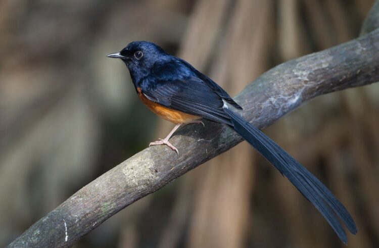 Perbedaan murai jantan dan betina