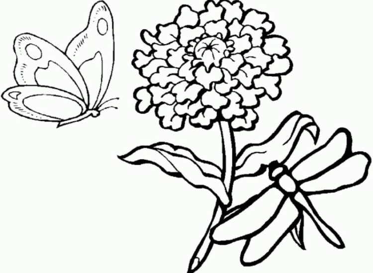 Sketsa Kupu Kupu dan Bunga Sketsa Kupu Kupu dan Bunga