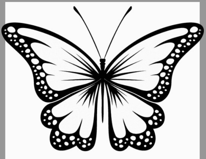 Sketsa Kupu Kupu Cantik Sketsa Kupu Kupu Cantik