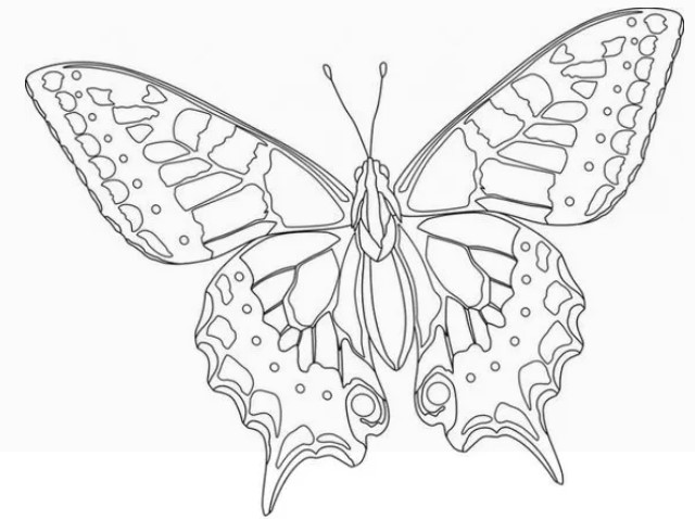 Sketsa Kupu Kupu Besar Sketsa Kupu Kupu Besar