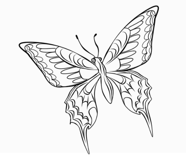 Sketsa Kupu Kupu Secara Detail Sketsa Kupu Kupu Secara Detail