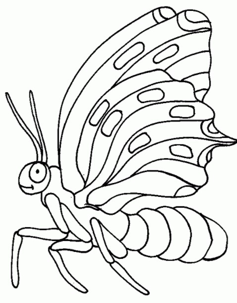 Sketsa Kupu Kupu nampak Samping Sketsa Kupu Kupu nampak Samping