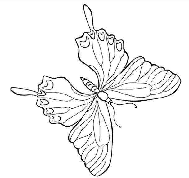 Sketsa Kupu Kupu Indah Sketsa Kupu Kupu Indah