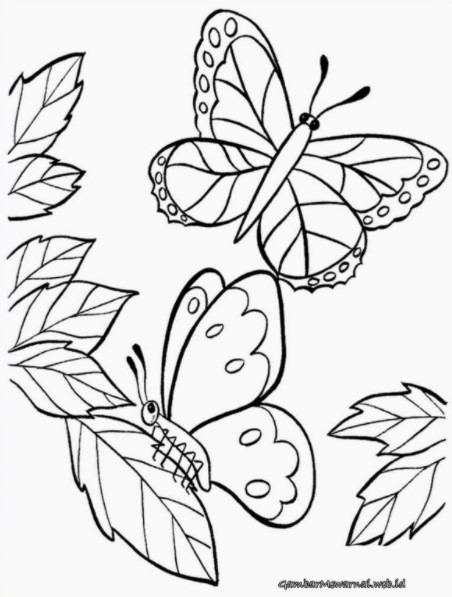 Sketsa Gambar Binatang Kupu Kupu Terbang Sketsa Gambar Binatang Kupu Kupu Terbang