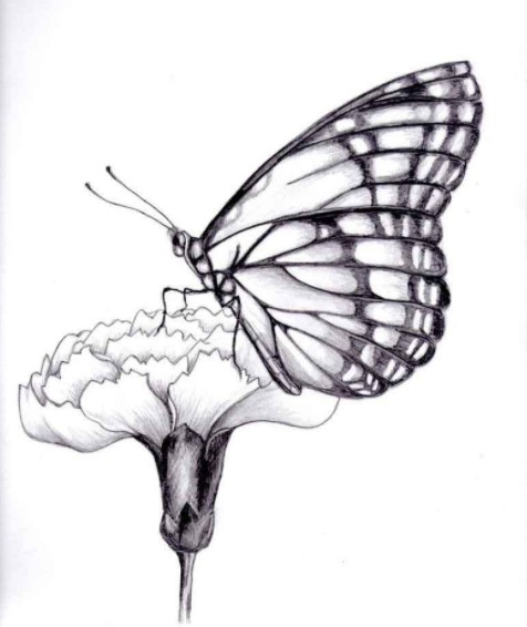 Sketsa Kupu Kupu Hinggap di Bunga Sketsa Kupu Kupu Hinggap di Bunga