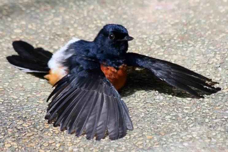 Cara Perawatan Ternak Murai Batu