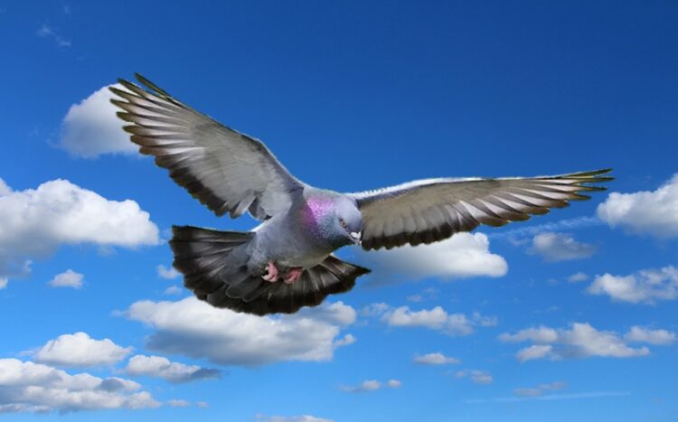 Ciri-Ciri Merpati Balap Tinggian