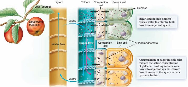 Jaringan Xilem dan Jaringan Floem
